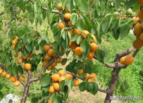 种植杏树苗的方法,种植杏树一般株行距多远最适宜