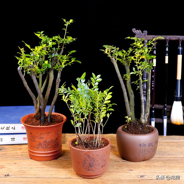 小叶紫檀的盆栽是真的么,小叶紫檀盆栽和黑骨茶盆栽的区别