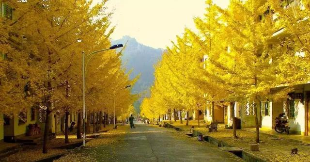 南雄最美银杏,广东美丽的银杏图片