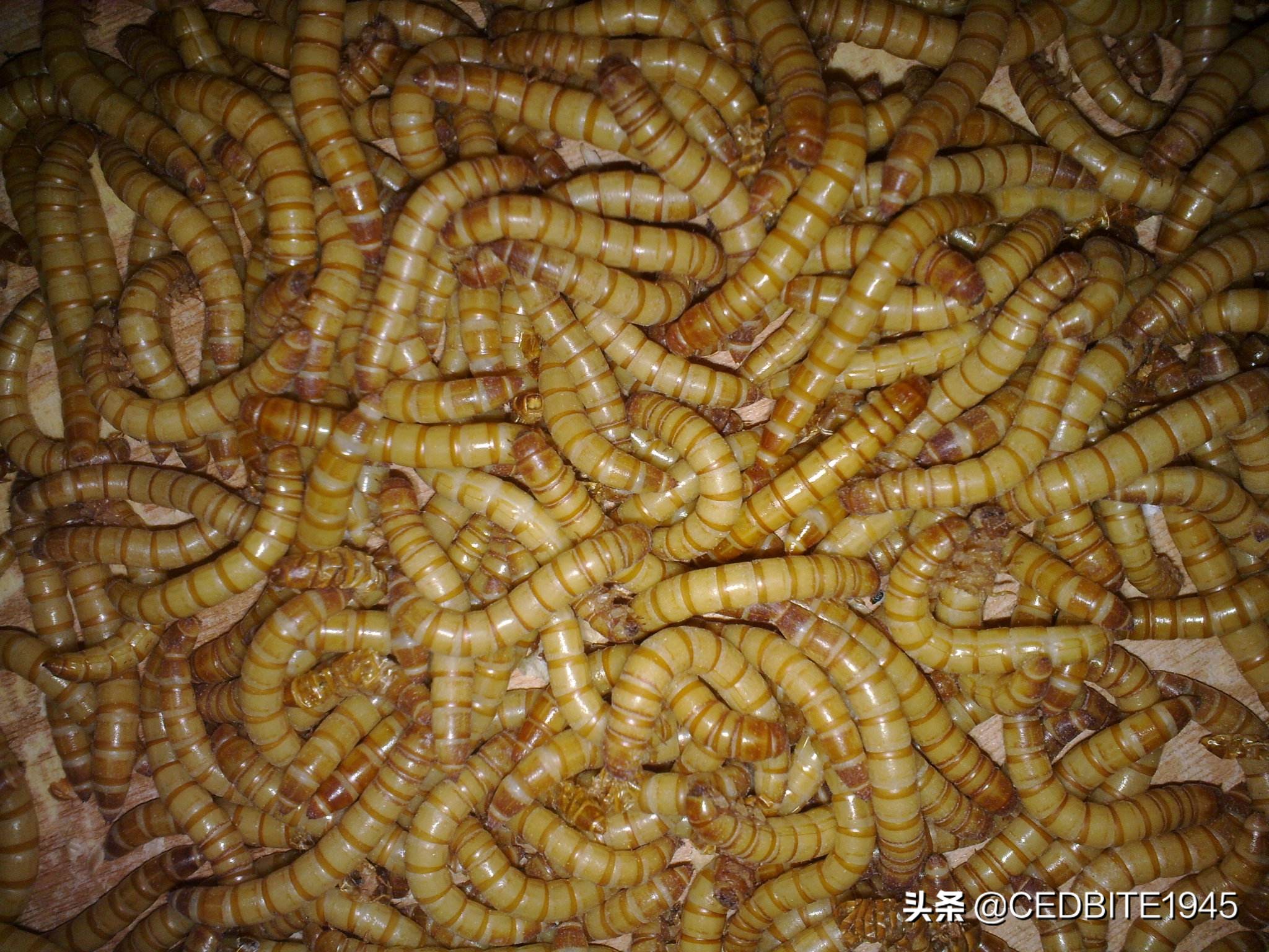 鱼好养省事,鱼好养活