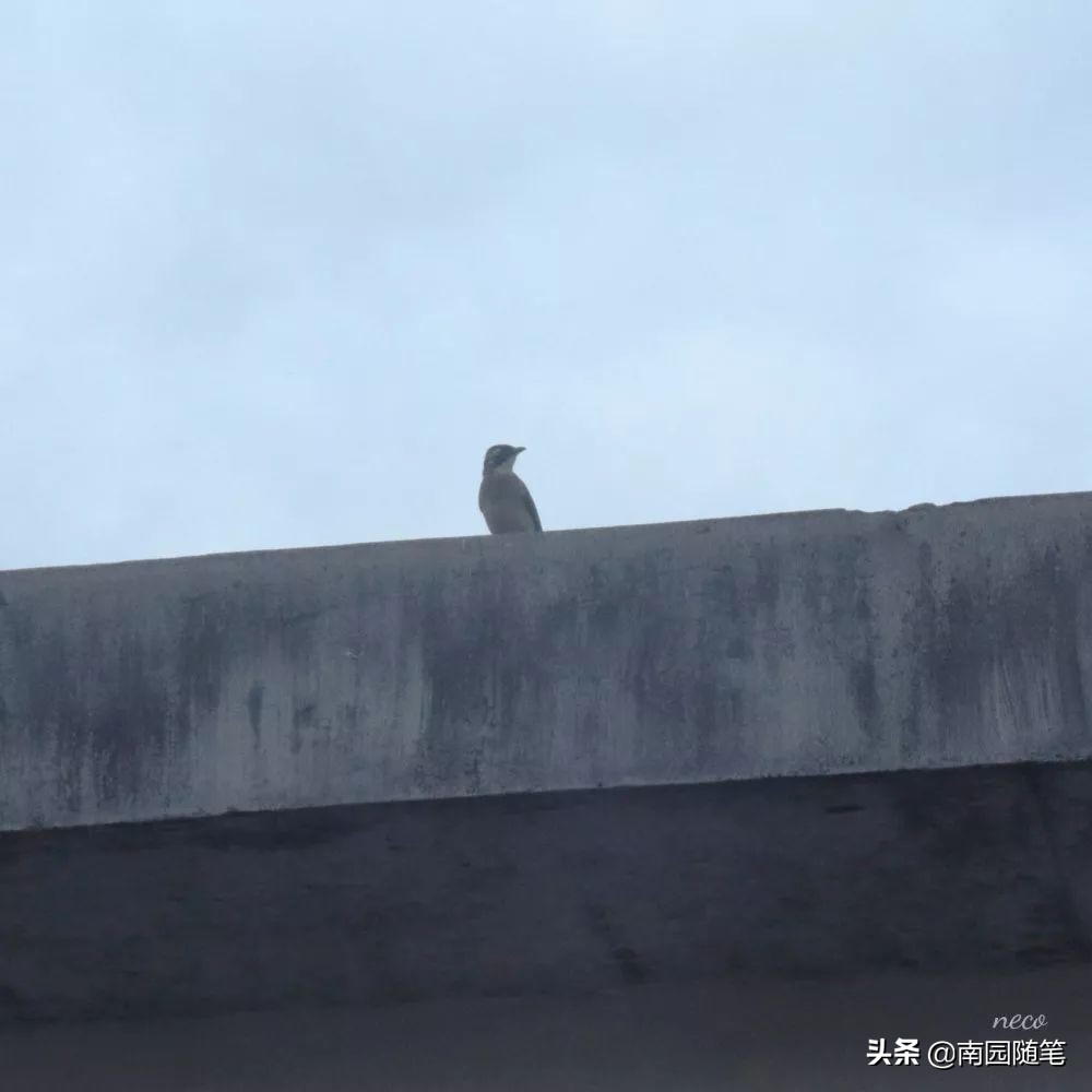 世界尽头与冷酷仙境书籍,书籍的力量名言名句