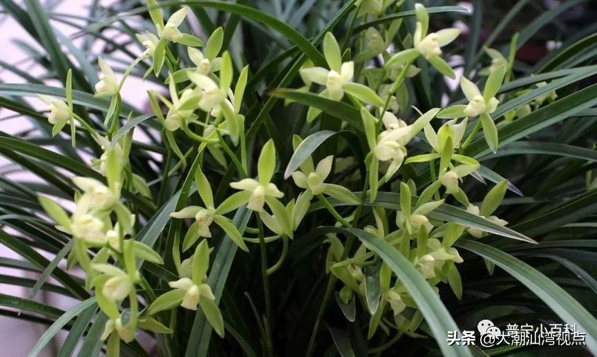 普宁铁山兰有什么故事,广东普宁铁山兰是什么东西