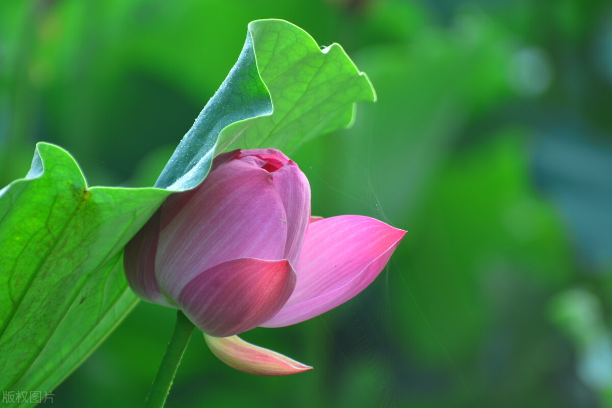 棠梨煎雪，芳华待灼，愿世间所有美好，都与你不期而遇