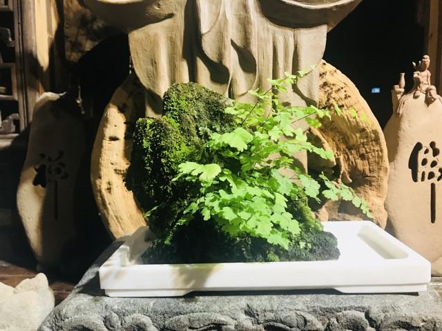 禅意浓浓的菖蒲盆景,最有禅意小绿植是菖蒲