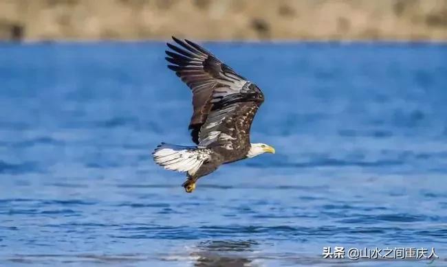 DDT、橙剂、转基因：生态环境摧毁者—孟山都