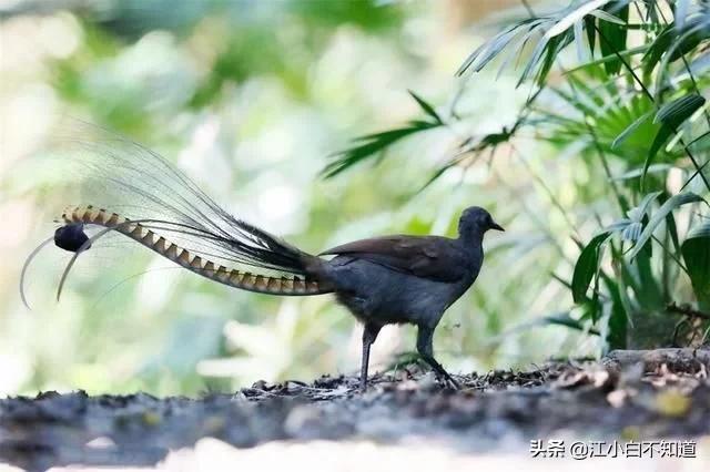 自然界中最伟大的语言学家，它模仿*技口**比鹦鹉厉害多了