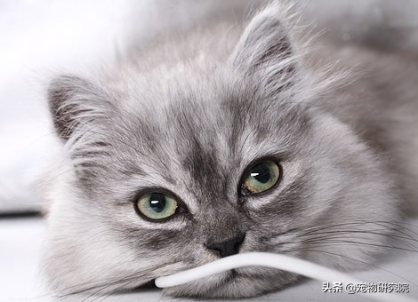 如果猫咪出现这三种情况要注意了,猫咪如果有这5种反应