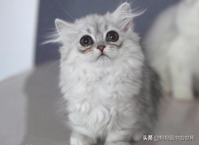 曼基康米努特的区别,纯种曼基康猫和宠物猫有什么区别