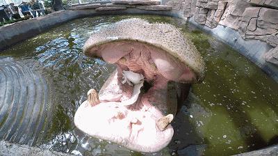 非洲河马钓鱼杀人，却反被人类逼成“脆弱”物种