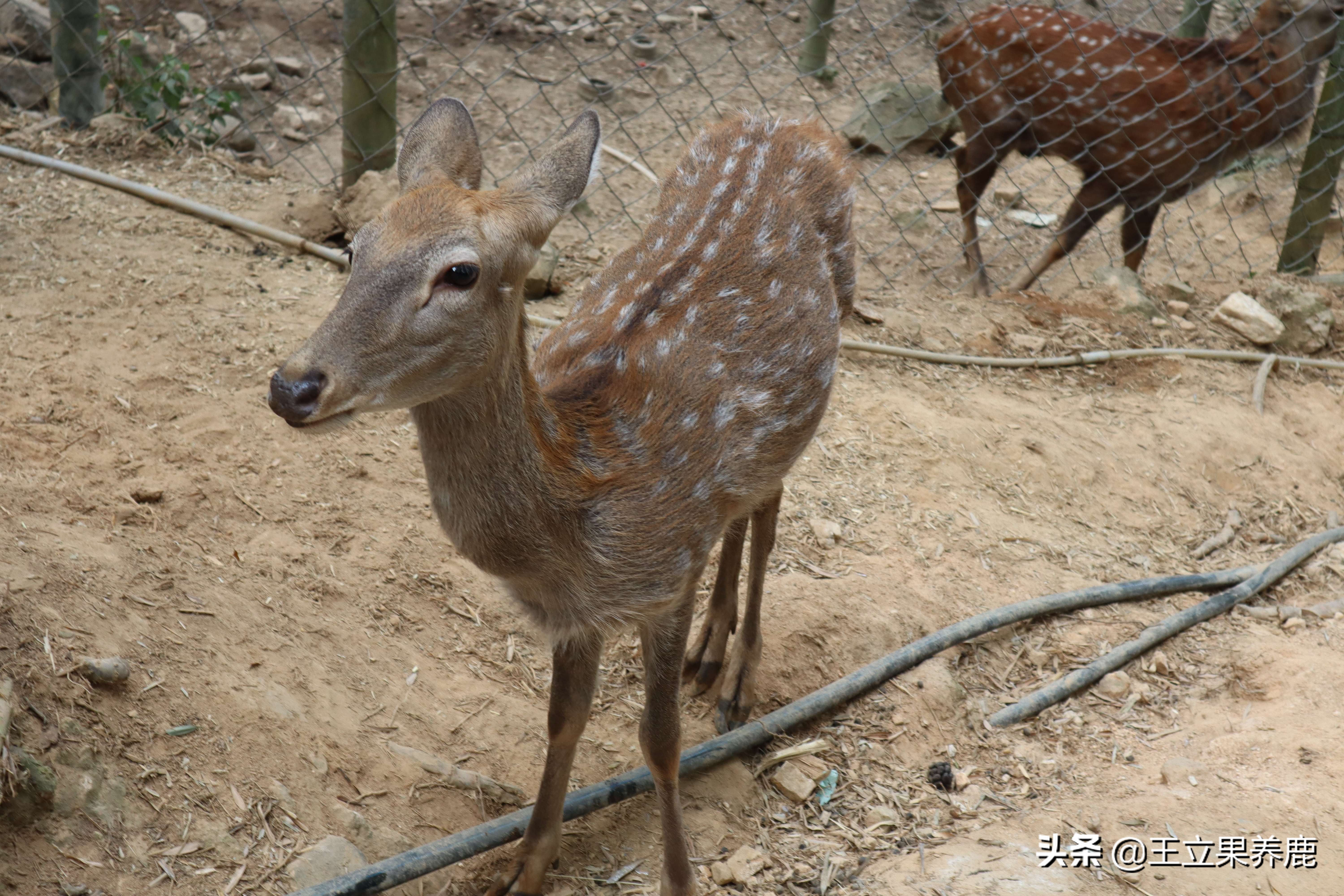 梅花鹿养殖风险有哪些,梅花鹿散养禁忌