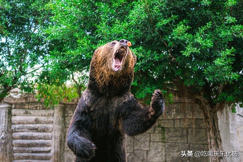 厦门灵玲动物王国大熊猫,厦门马戏团灵玲动物王国观光游览