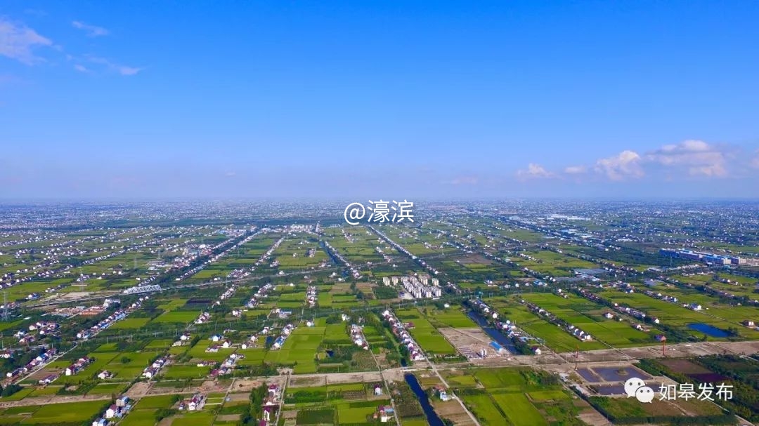 什么是如皋蝶尾,如皋的特点