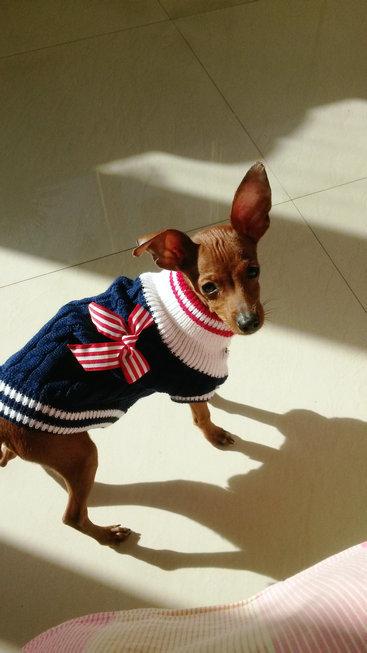 伸舌头的小鹿犬,爱洗澡的小鹿犬