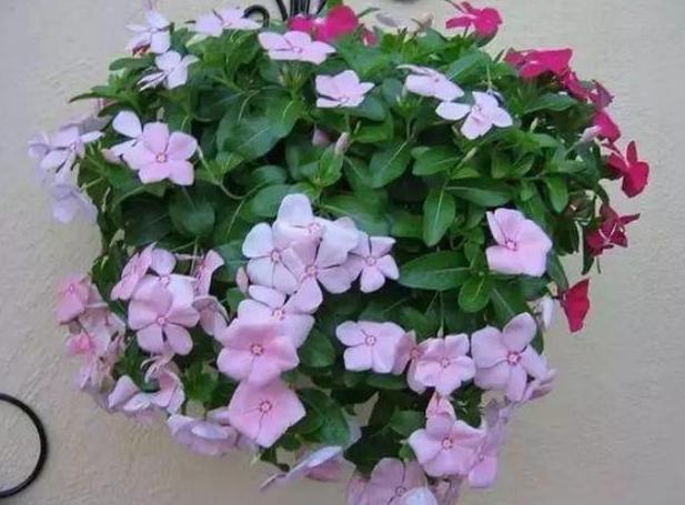 杀虫药配方大全,农用杀虫药最佳配方