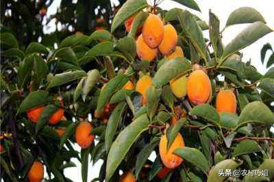 盆栽柿子树落果怎么办,柿子树落果怎么防治