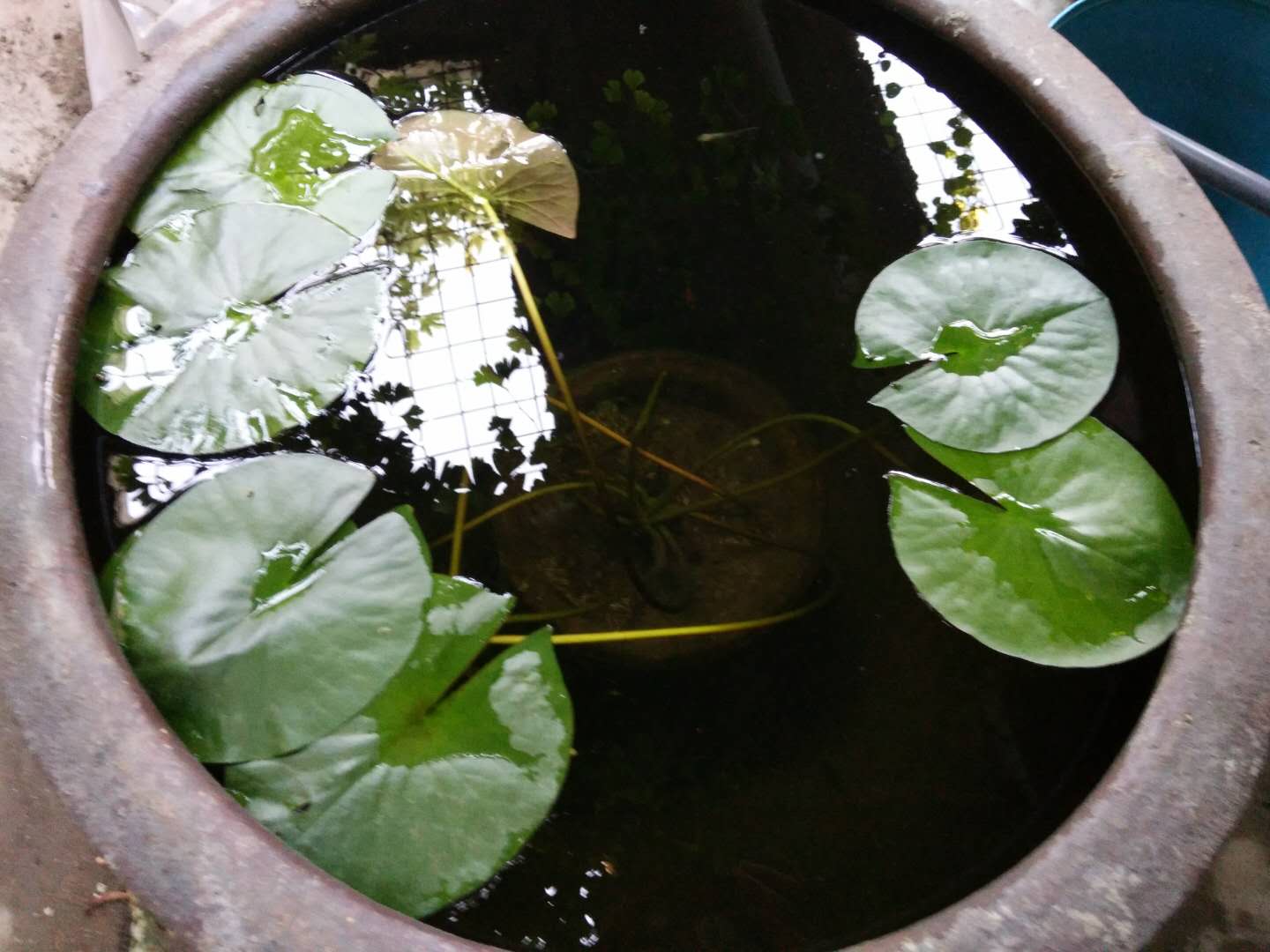 养观赏鱼如何避免繁殖,用什么样的方法养观赏鱼不死