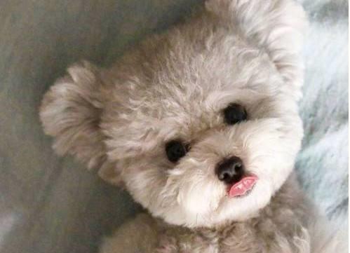 泰迪犬好养吗会不会咬人,泰迪犬好