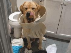 狗狗撕纸大全,狗狗为什么总是喜欢咬纸撕纸