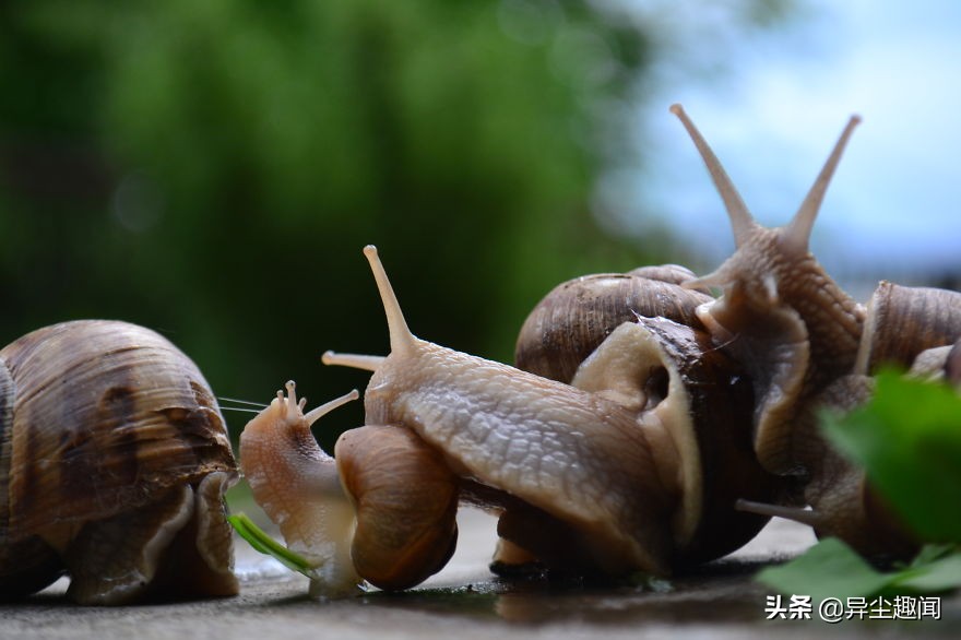 最漂亮的蜗牛图片,100幅蜗牛图片
