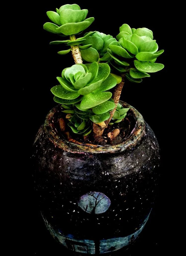 一盆仙人掌和一盆月季的故事,一个多肉的故事