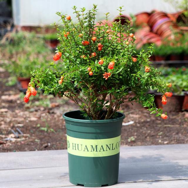 十大吉祥花,十大旺宅吉祥花