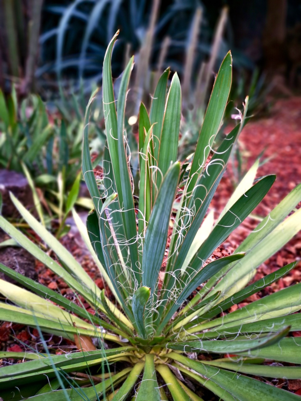 树形多肉仙人掌开花图片,仙人掌多肉植物品种大全图片