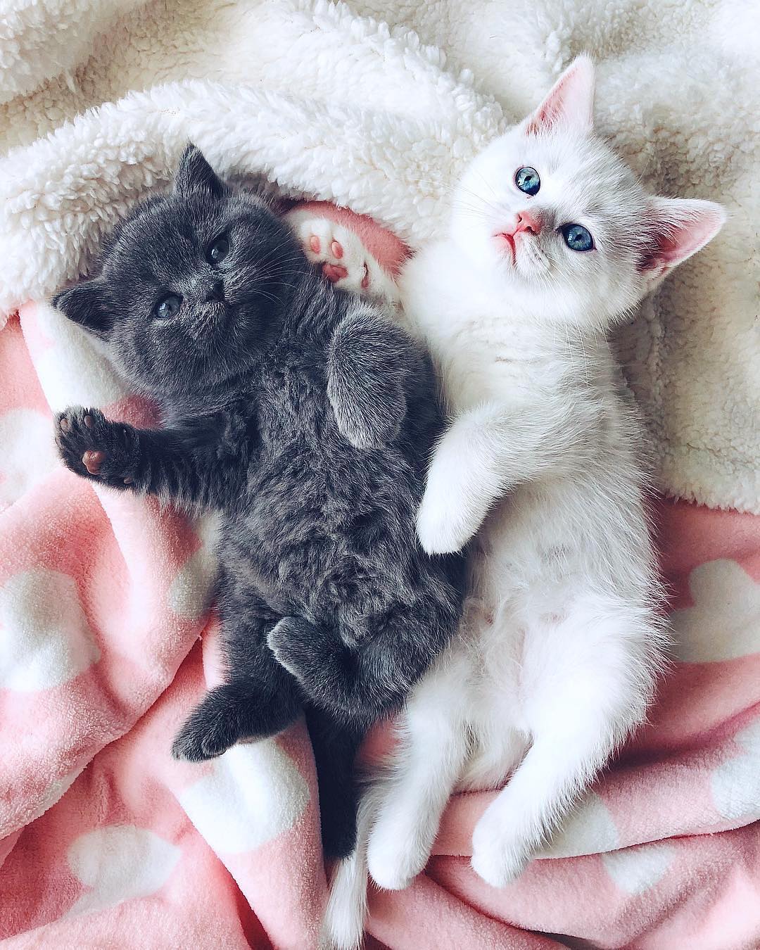 给养猫新手的好物推荐,给养猫的朋友祝福语