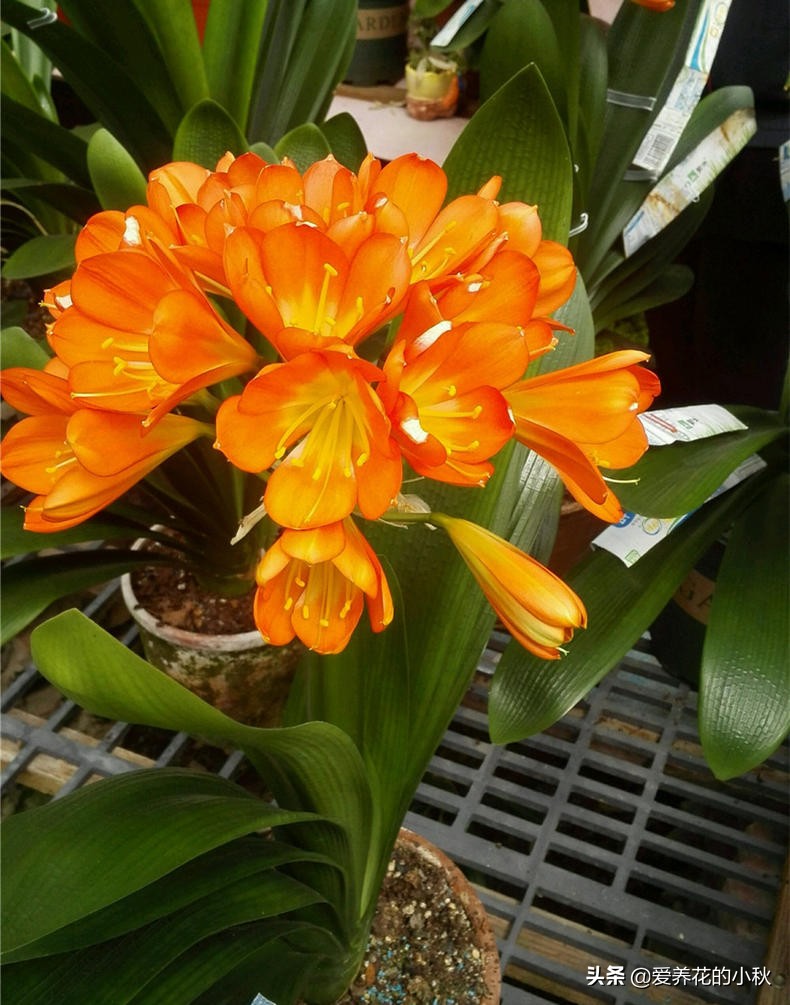 君子兰怎么养才能上箭,君子兰怎么养才不冒花箭