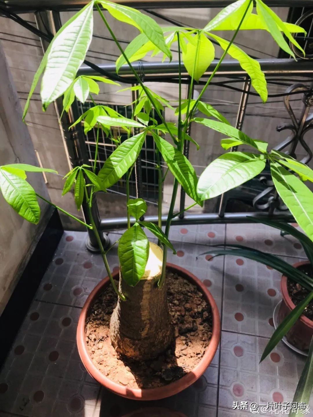 5个植物最招财,能开花又好养的植物又有寓意