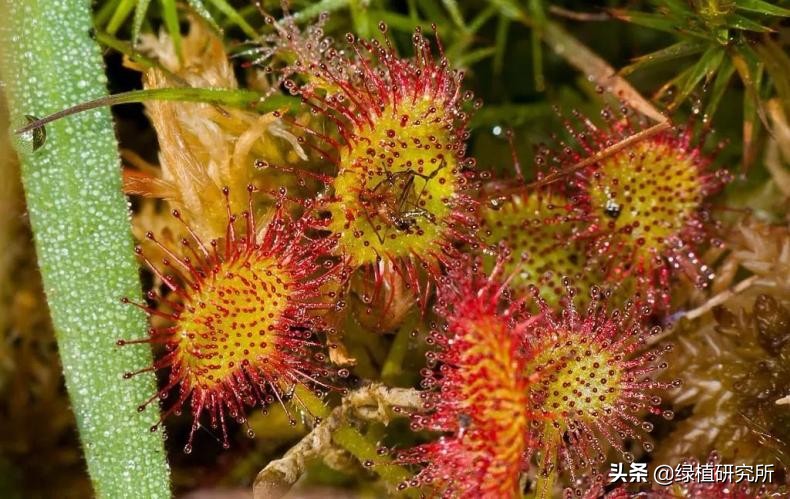 茅膏菜可以养几年,养茅膏菜最适合用什么土