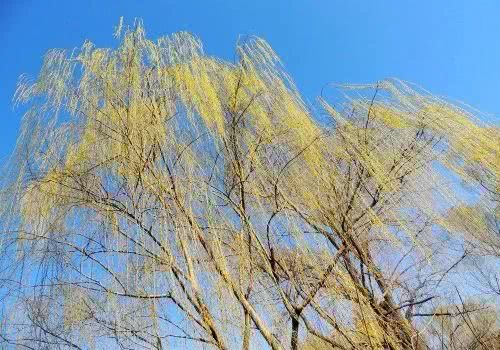 咏柳七言绝句大全,咏柳七言绝句100首