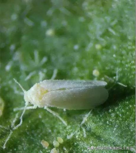 为什么粉瘤不能消除,粉虱的危害和特点