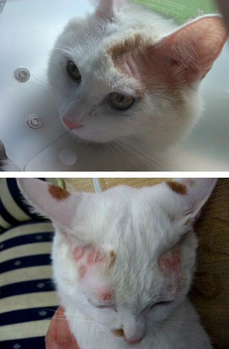 花少钱养好猫：经济方便的根治猫癣