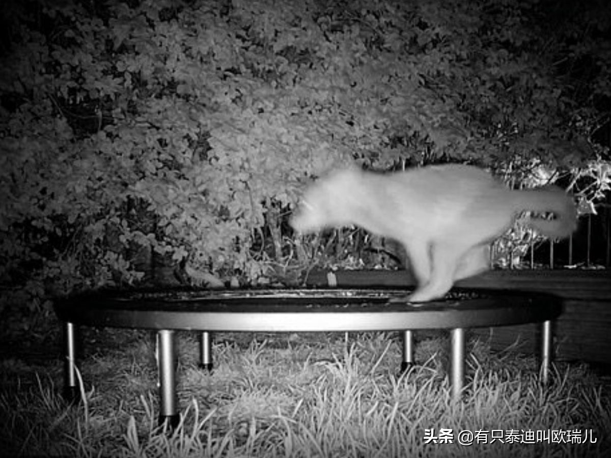 萌狐游乐场！狐狸夜闯花园大玩弹跳床翻滚跳跃萌翻天！