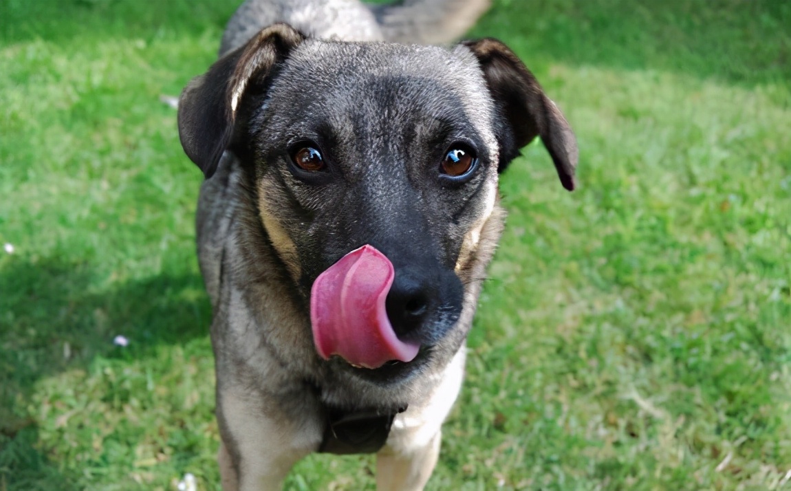 新手养狗100个基本知识,新手养狗狗狗的护食行为怎么纠正