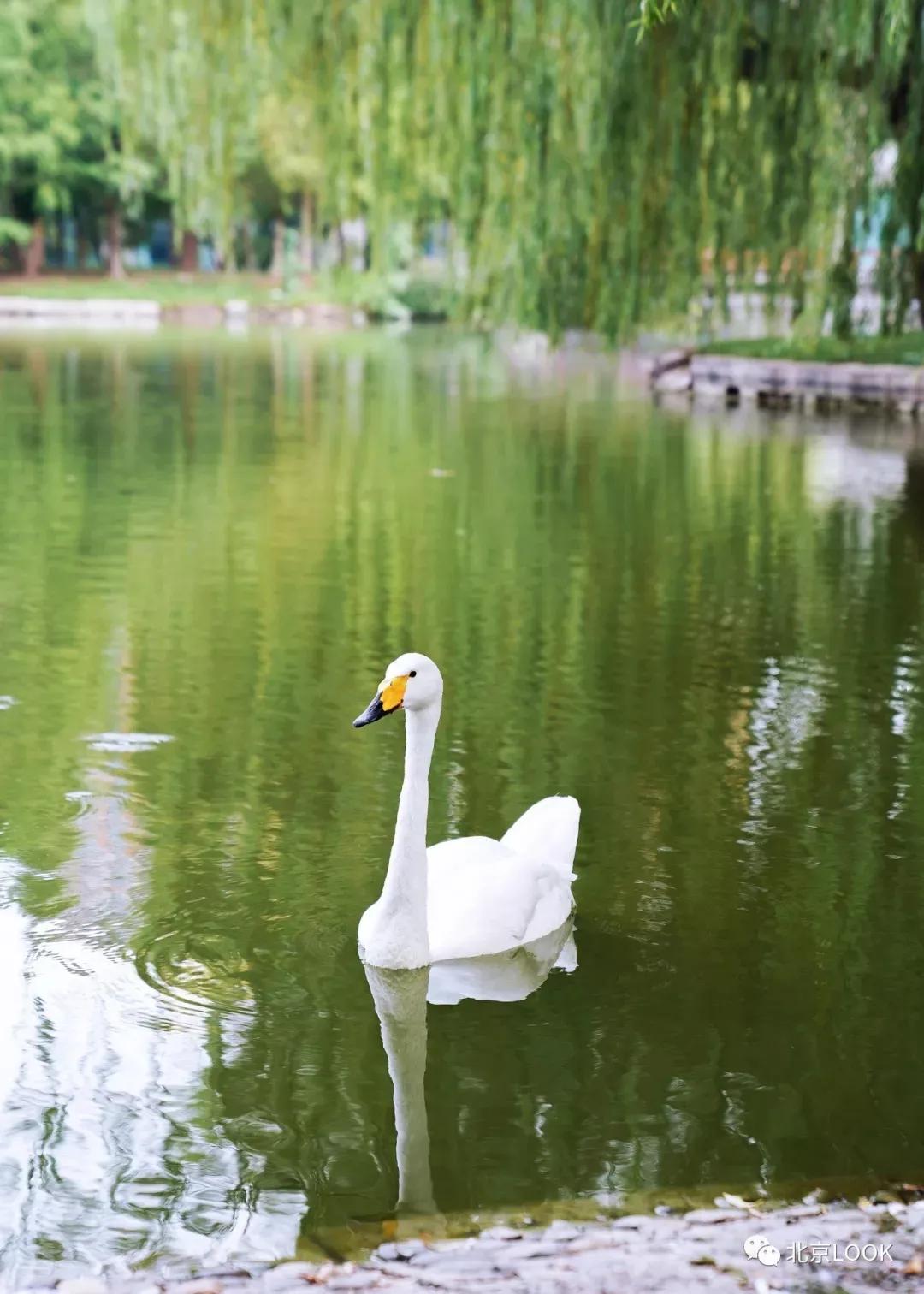北京动物资源分布图,北京野生动物种类大全图片