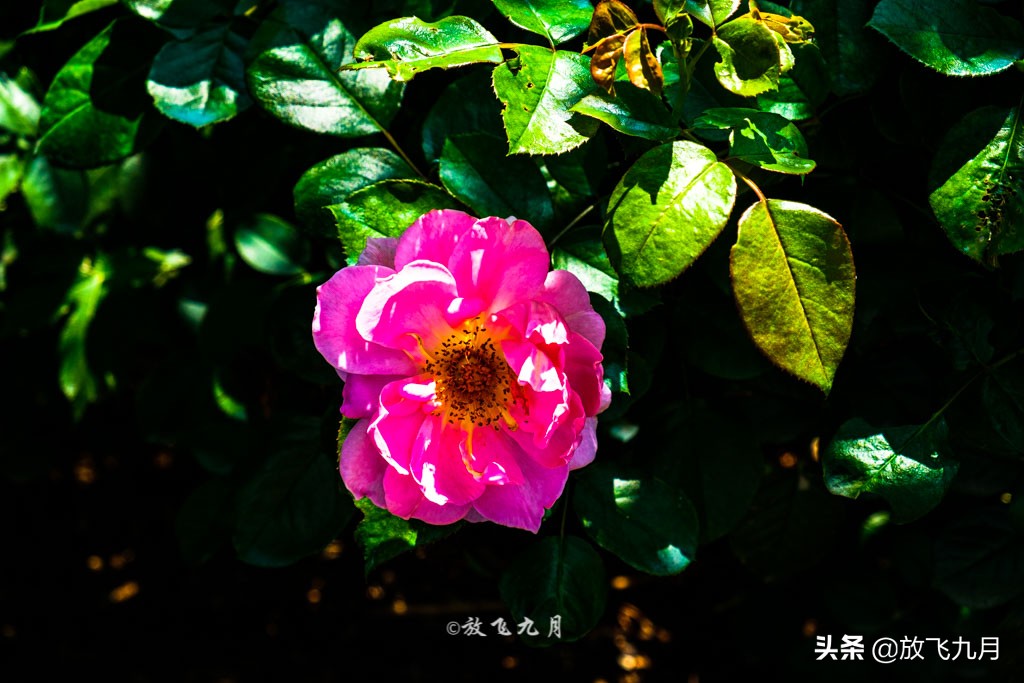 北京哪里有薰衣草花海景点,北京附近的六环外薰衣草花海