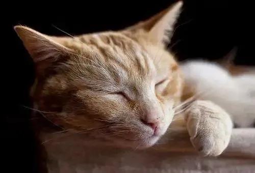 通过便便观察动物的健康,怎么判断宠物大便是否正常