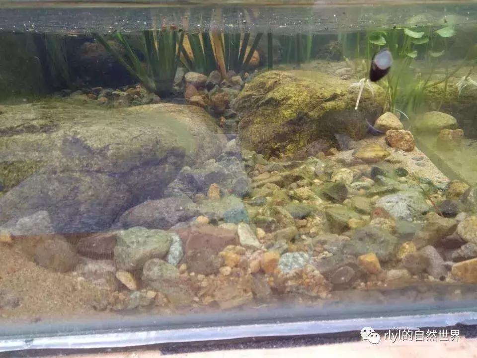 黄缘龟多大可以进环境造景,黄缘龟造景用陶粒还是火山石