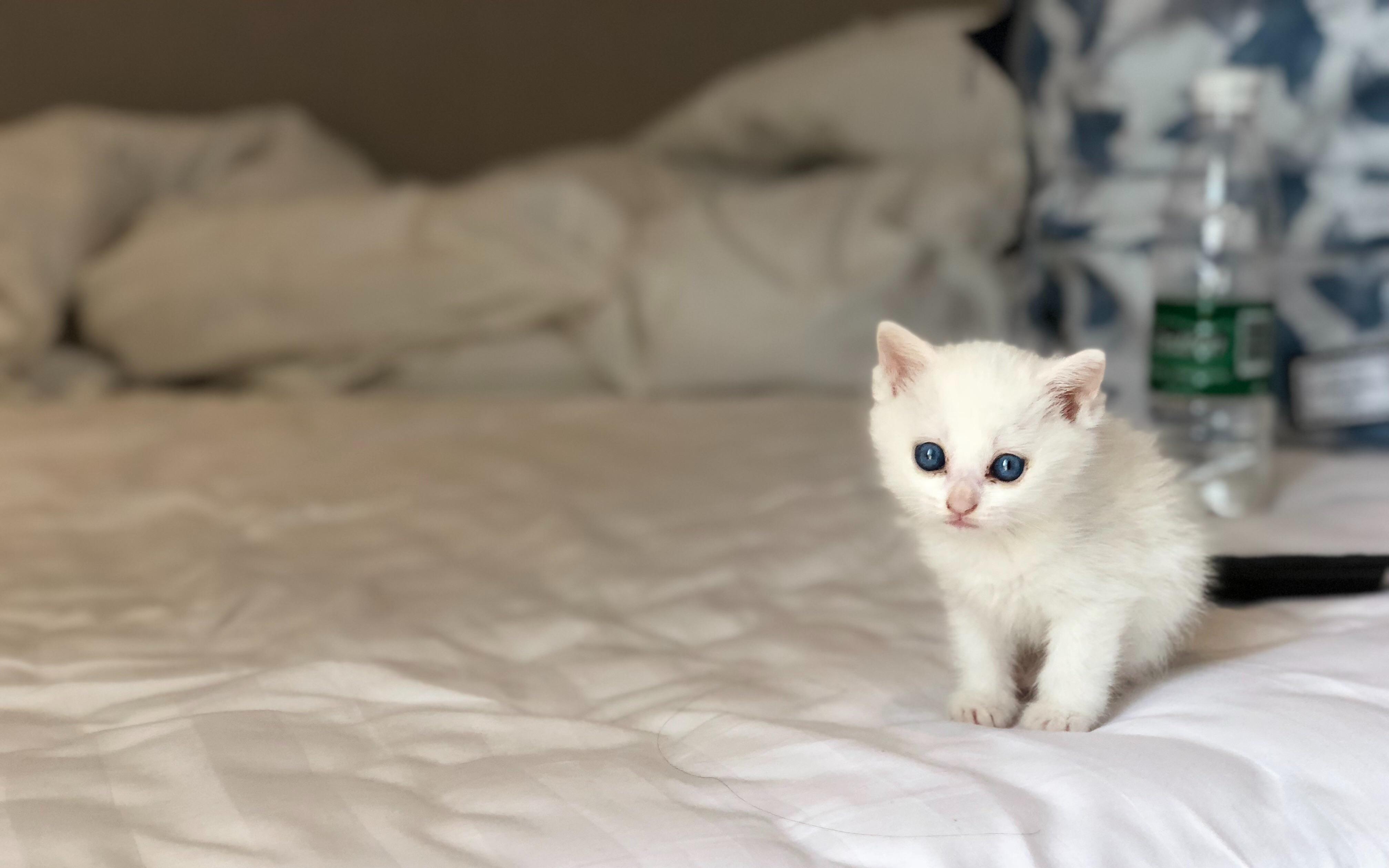 猫奶癣和猫癣分辨,奶藓和猫藓的区别有哪些