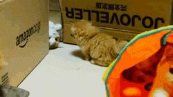 小奶猫太粘人了怎么办,小奶猫太粘人不停的叫