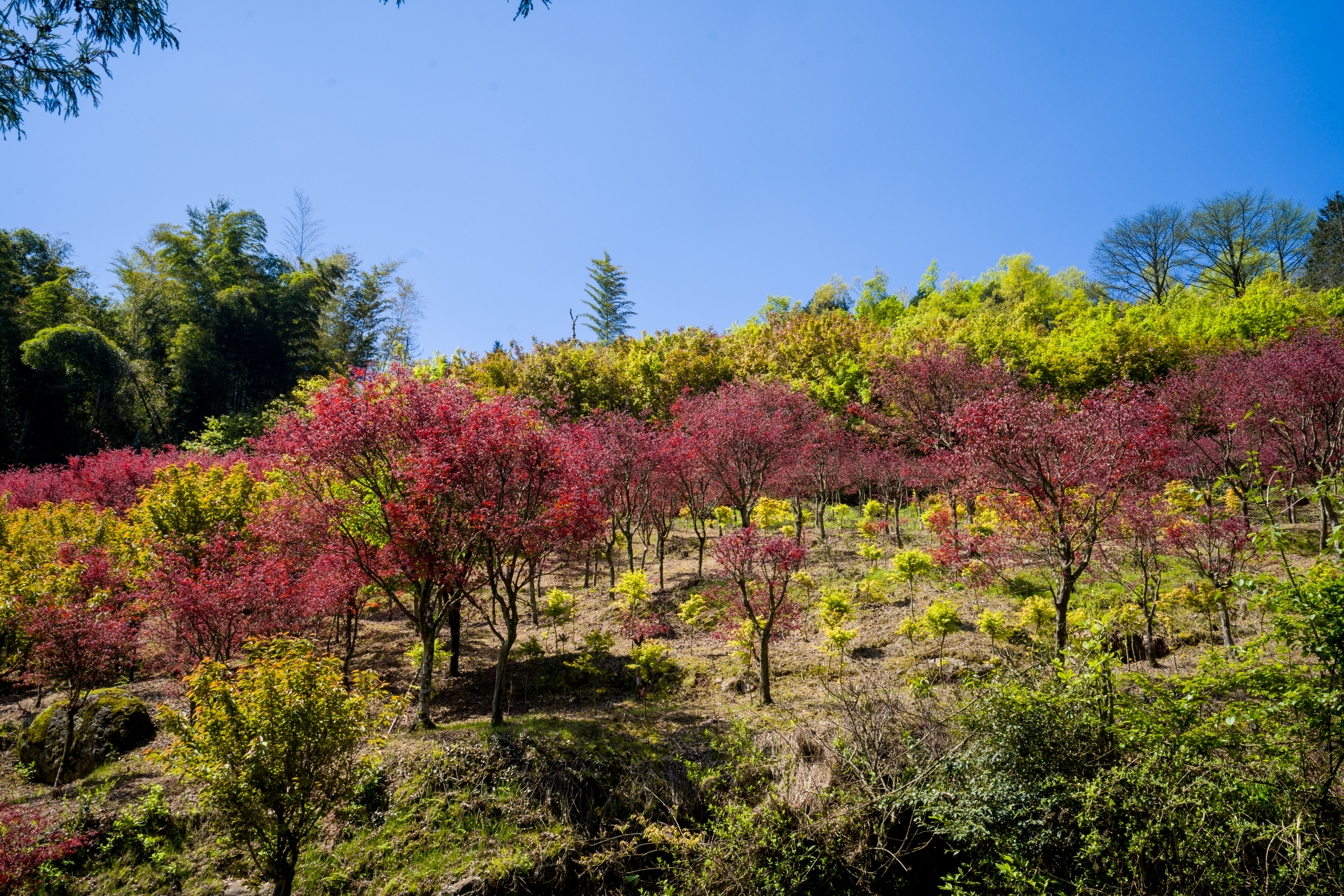 商量岗内的这家酒店,四季气候适宜居住,住客宛若身处桃花源