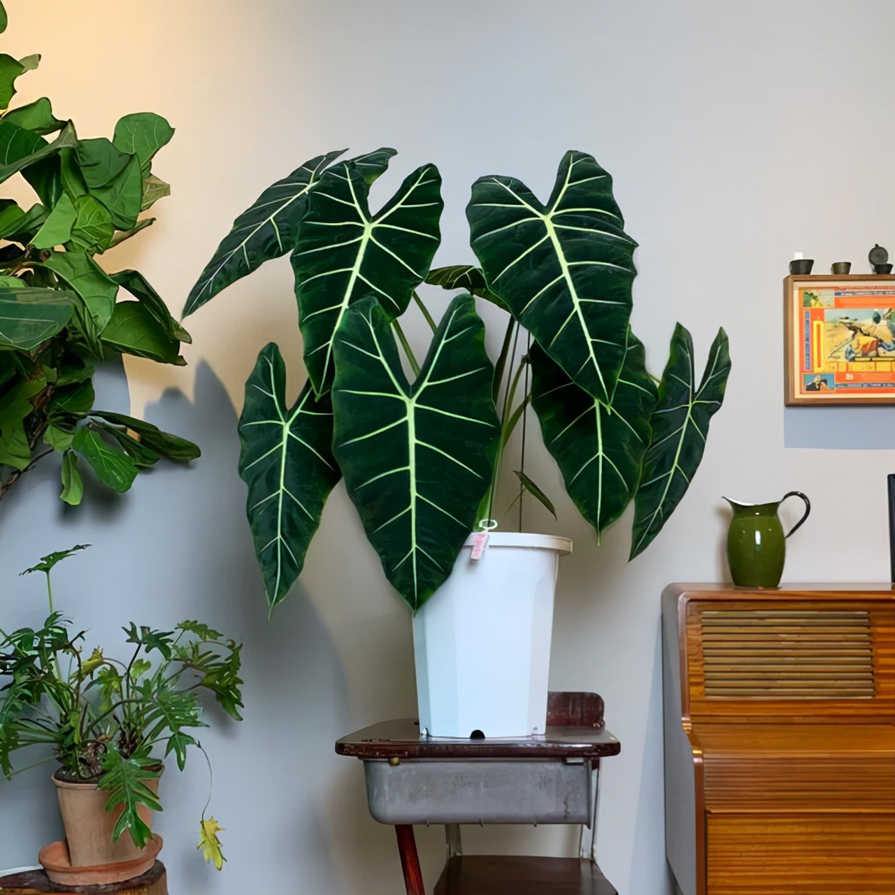 室内客厅大型花卉盆栽,客厅里的10种高档花卉