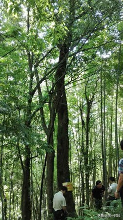 修水青钱柳是什么,修水青钱柳的来历