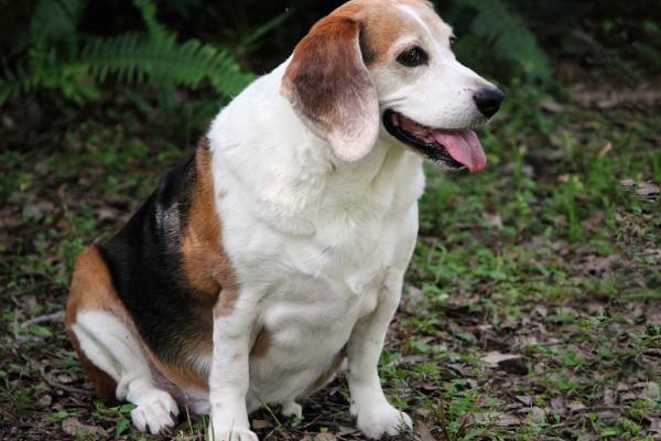 狗狗拉稀是什么原因怎么办,狗狗拉稀怎么办最快