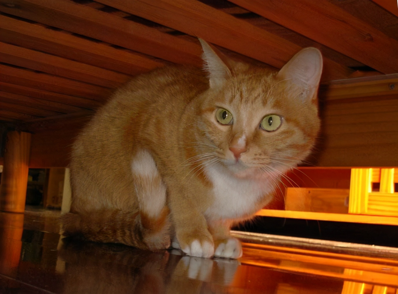 猫咪躲在床底下不出来怎么办,猫咪喜欢躲在床底下怎么办
