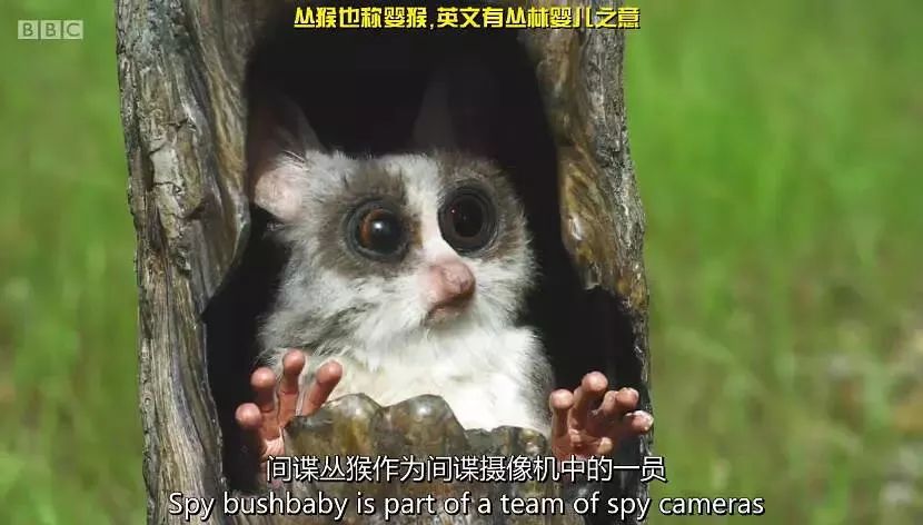 BBC最棒8部纪录片，强烈推荐孩子暑假看