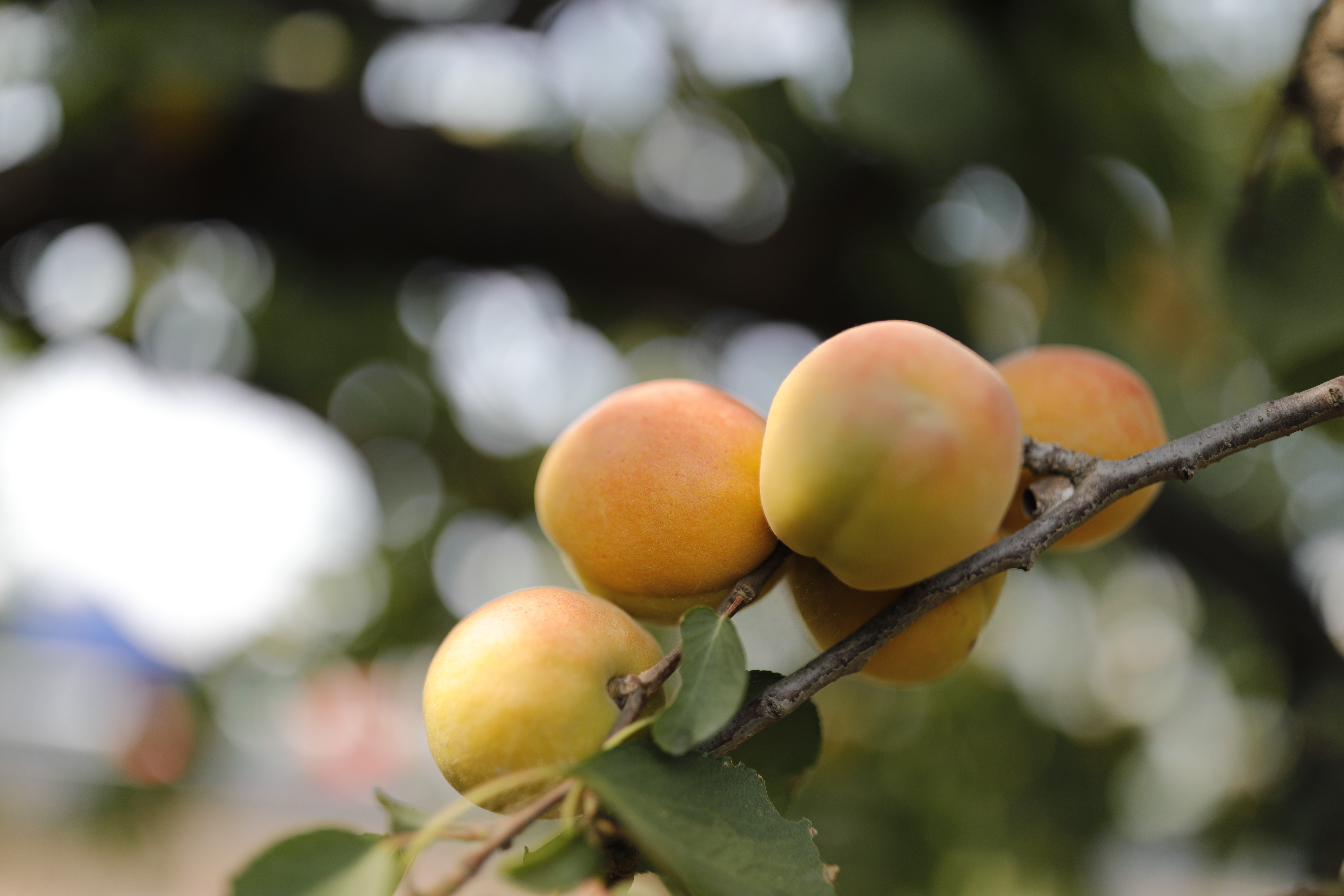 绾㈡潖涔嬩埂,涓浗绾㈡潖涔嬩埂