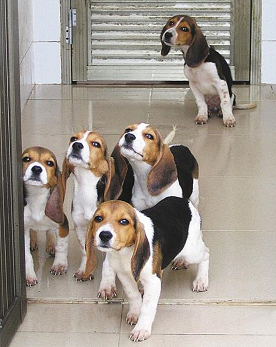 比格犬不适合新手养,拉布拉多和比格犬缺点