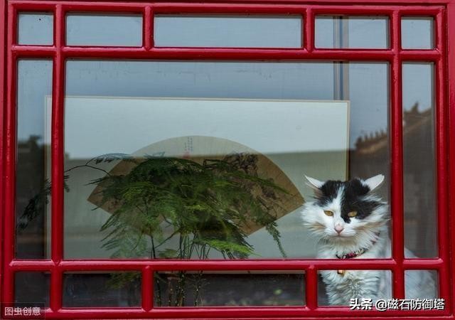 一只猫是如何影响皇位的继承？古代养猫那些事